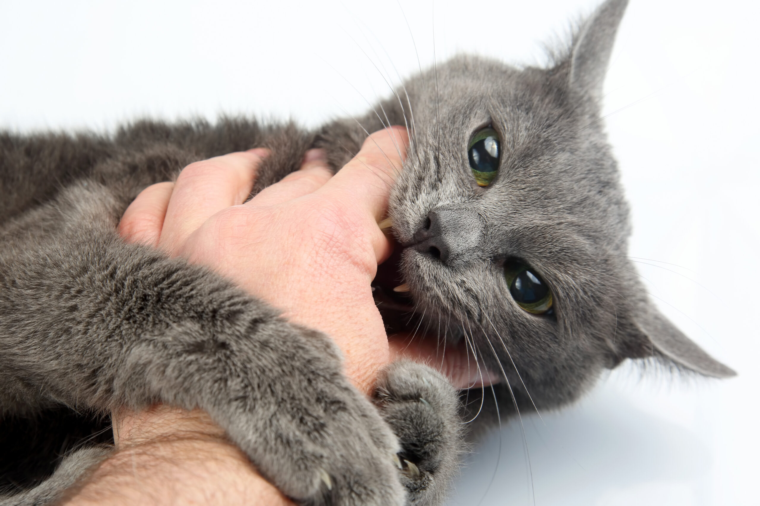 Close-up of a gray cat with green eyes playfully chewing on a person's left hand. The image focuses on the interaction, with shadows in the foreground and no visible background.